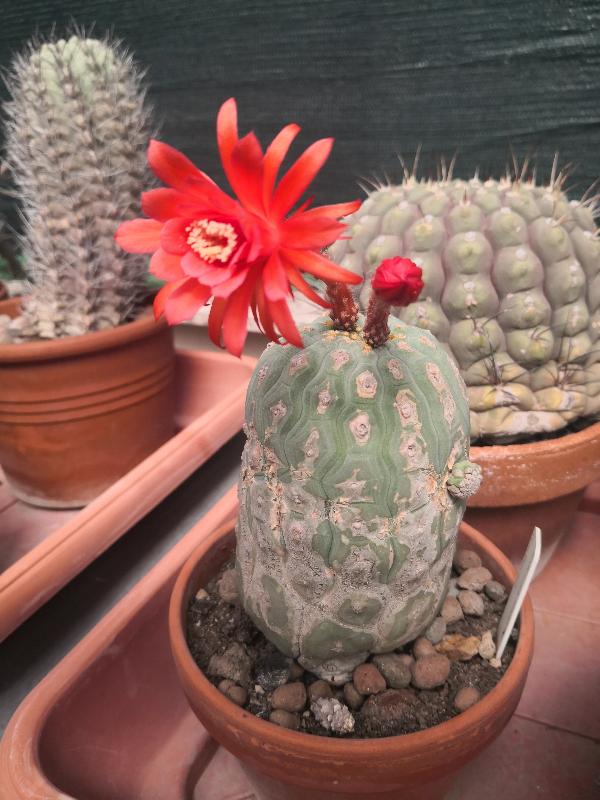 Matucana_madisoniorum_bis_2.jpg